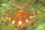 Spiny Sunstar