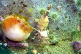 Sea peach and large Greenland Shrimp