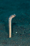 Garden eel