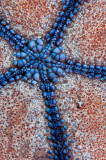 Pin cushion starfish belly