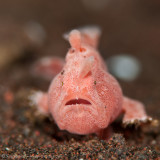 Tiny Pink Frogfish