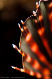 Another lion fish abstract