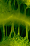 Inside a tunicate