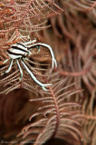 Squat Lobster in a crinoid