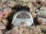 Jaw fish with Eggs