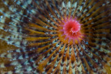 Colourful Christmas tree worm abstract