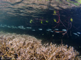 Mangrove Fish