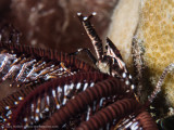 Crinoid Crab with Eggs