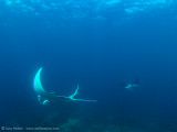 Circling Mantas