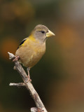 Gros-bec errant -- _E5H4303 -- Evening Grosbeak