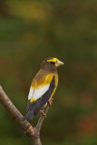 Gros-bec errant --- _E5H4398 --- Evening Grosbeak