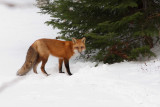 Renard roux -- _MG_0222 -- Red Fox