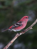 Durbec des sapins --- _MG_0242 --- Pine Grosbeak