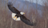 Pygargue  tte blanche --- _E5H4429 --- Bald Eagle