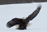 Pygargue  tte blanche -- _E5H5980 -- Bald Eagle