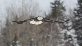 Pygargue  tte blanche --- Bald Eagle --- _E5H7051