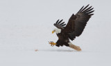 Pygargue  tte blanche -- _E5H7837 -- Bald Eagle