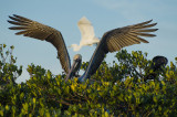 Pelican Settling