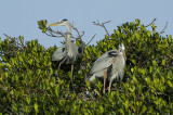 Wind Blown Herons