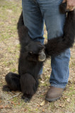 Gibbon (I think)  Active as 6 wild cats!