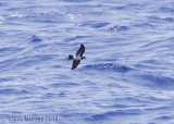 Polynesian Storm Petrel (Nesofregetta fuliginosa)