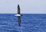 Tahiti Petrel (Pseudobulweria rostrata)