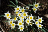 Spring 2013 Flowers 005.jpg