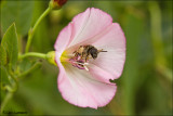 Field Bindweed - Akkerwinde_MG_4334