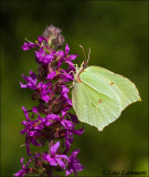 Brimstone - Citroenvlinder_MG_9912 