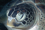 Turtle Up Close and Personal