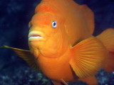 A Garibaldi near Catalina Island