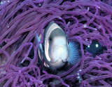 Anemone Fish Dressed in Purple