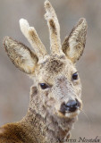 Roe Deer (Capriolo)
