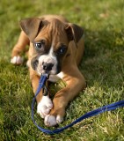 Boxer Puppy - Tyson