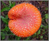 Amanita Muscaria