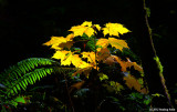 Spotlight on Fall Colors