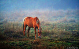 Grazing in A Bit of Fog