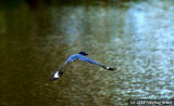 Kingfisher In Flight