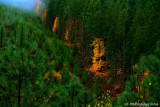 Tree Line