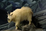 Mountain Goat  (Cabelas)