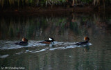 Hooded Mergansers