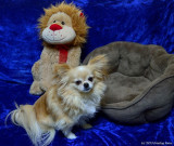 Miko and Leo the Lion