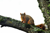 Squirrel Challenge