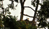 Bald Eagle Nest Sitting