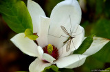 Crane Fly in Magnolia Blossom