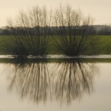 The sound of water on willow...