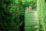 Through a hedge...
