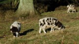Dalmatian sheep?
