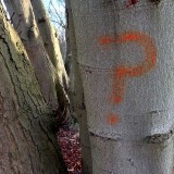 Uncertaintree