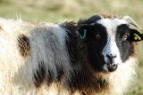 Baa! Humbug!<br>(Or Wheres Johnny?)